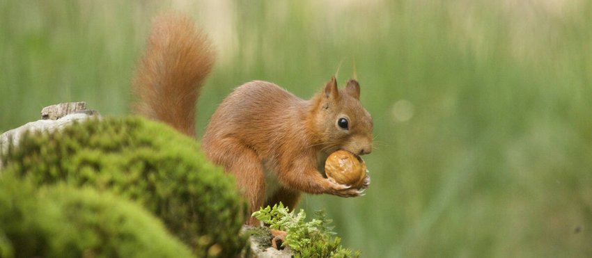 site-selective-focus-shot-cute-brown-fox-squirrel.jpg