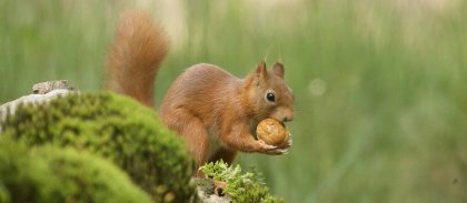 site-selective-focus-shot-cute-brown-fox-squirrel.jpg