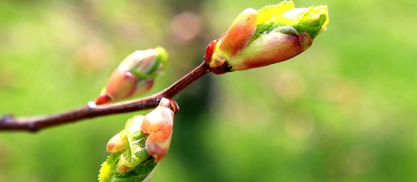 bourgeons-gemmotherapie-site.jpg